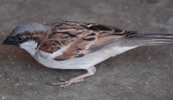 Haussperling